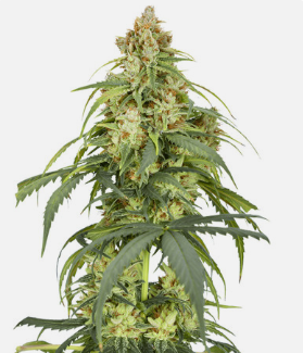 1726226219383.png 1726226219383.png